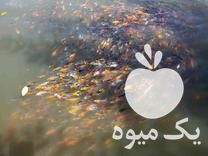 فروش ماهی قرمز کوی روغنی در رشت در گروه انواع ماهی - سالمون شیر کپور قرمز شوریده سفید گوپی مرکب در یکمیوه -عکس1