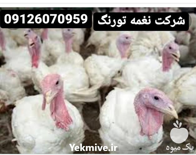 فروش بوقلمون یکروزه در تهران در گروه مرغ و خروس و بوقلمون و اردک قو قاز در یکمیوه -عکس1