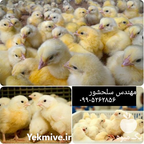 فروش مرغ گوشتی در تهران در گروه مرغ و خروس و بوقلمون و اردک قو قاز در یکمیوه -عکس1