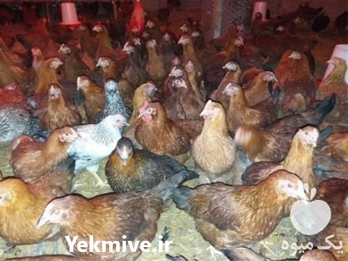 فروش مرغ بومی گوشتی در تهران در گروه مرغ و خروس و بوقلمون و اردک قو قاز در یکمیوه -عکس1