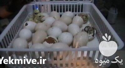 پرورشگاه فروش تخم نطفه دار در تهران در گروه انواع تخم ها - مرغ بوقلمون پرنده عمده کشاورزی در یکمیوه -عکس1