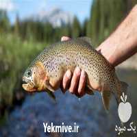 فروش دوره پرورش ماهی قزل آلا در تهران در گروه مشاوره - راه اندازی بازاریابی کسب درآمد بهبود کسب و کار در یکمیوه