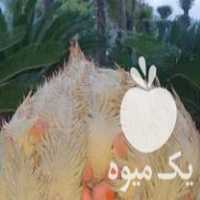 فروش بذر سیکاس در چابکسر در گروه خرید فروش بذر - انواع محصول کشاورزی گوجه کتان میوه درخت در یکمیوه