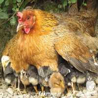 فروش جوجه مرغ بومی در تهران در گروه مرغ و خروس و بوقلمون و اردک قو قاز در یکمیوه