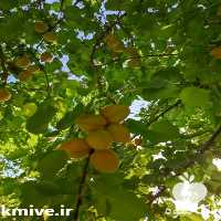 تولید و فروش نهال زردآلو در تهران در گروه خرید فروش عمده آلو - آلوچه گوجه سبز زرد خاکی شابلون سانتریزه سیاه در یکمیوه
