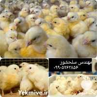 فروش مرغ گوشتی در تهران در گروه مرغ و خروس و بوقلمون و اردک قو قاز در یکمیوه