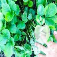 فروش بوته توت فرنگی پا کوتاه در بهنمیر در گروه خرید فروش عمده توت فرنگی - خرید فروش عمده قرمز سفید در یکمیوه