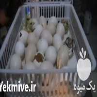 پرورشگاه فروش تخم نطفه دار در تهران در گروه انواع تخم ها - مرغ بوقلمون پرنده عمده کشاورزی در یکمیوه