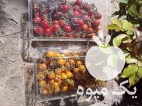 فروش عمده و جزیی گوجه گیلاسی در تربت جام در گروه خرید فروش عمده گوجه فرنگی - فرنگی سبز قرمز سیاه کبابی ربی در یکمیوه -عکس1