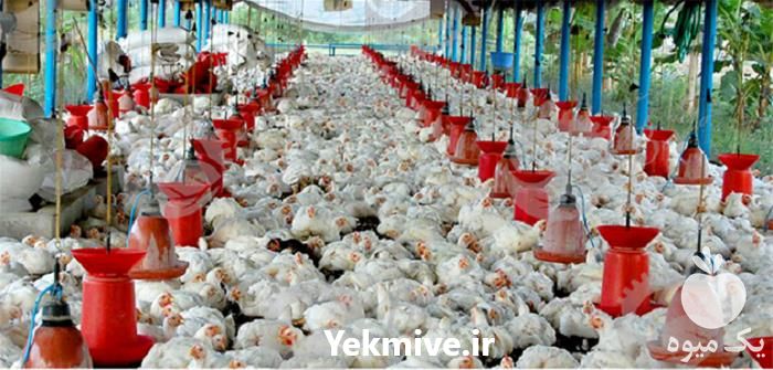 فروش مرغ صنعتی ال اس ال در تهران در گروه مرغ و خروس و بوقلمون و اردک قو قاز در یکمیوه -عکس1