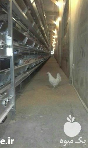 فروش مرغ تخم گذار در تهران در گروه مرغ و خروس و بوقلمون و اردک قو قاز در یکمیوه -عکس1