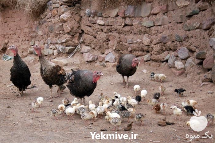 فروش جوجه بوقلمون برنز فرانسه در تهران در گروه مرغ و خروس و بوقلمون و اردک قو قاز در یکمیوه -عکس1