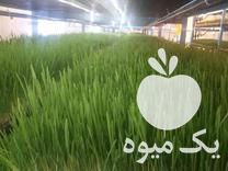 فروش کیک علوفه دامغان در سمنان در گروه خوراک دام و طیور - پرواری شیری علوفه یونجه در یکمیوه -عکس1