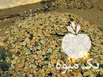 فروش ضایعات کدو در میاندوآب در گروه خرید فروش عمده کدو - سبز خورشتی بندر ورامین کرج سفید در یکمیوه -عکس1