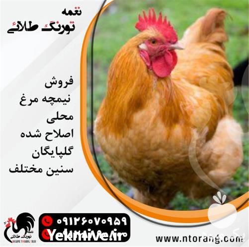 فروش نیمچه مرغ محلی تخم گذار در تهران در گروه مرغ و خروس و بوقلمون و اردک قو قاز در یکمیوه -عکس1