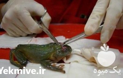 فروش قورباغه در تهران در گروه سایر محصولات دام و طیور در یکمیوه -عکس1