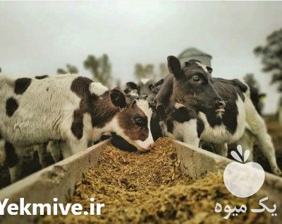 فروش آموزش جیره نویسی گاوشیری در تهران در گروه مشاوره - راه اندازی بازاریابی کسب درآمد بهبود کسب و کار در یکمیوه -عکس1