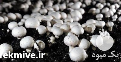 فروش دوره آموزشی پرورش قارچ در تهران در گروه مشاوره - راه اندازی بازاریابی کسب درآمد بهبود کسب و کار در یکمیوه -عکس1