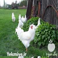 فروش نیمچه بومی واکسن زده در تهران در گروه مرغ و خروس و بوقلمون و اردک قو قاز در یکمیوه