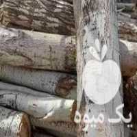 خرید نقدی چوب در میاندوآب در گروه خرید فروش عمده چوب- زغال چوب گردو تبریزی خام در یکمیوه