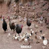 فروش جوجه بوقلمون برنز فرانسه در تهران در گروه مرغ و خروس و بوقلمون و اردک قو قاز در یکمیوه