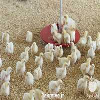 فروش مرغ گوشتی راس و کاپ در تهران در گروه مرغ و خروس و بوقلمون و اردک قو قاز در یکمیوه