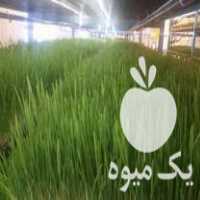 فروش کیک علوفه دامغان در سمنان در گروه خوراک دام و طیور - پرواری شیری علوفه یونجه در یکمیوه