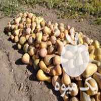 فروش کدو حلوایی شیرین در بوکان در گروه خرید فروش عمده کدو تنبل - حلوایی سبز سفید نارنجی در یکمیوه