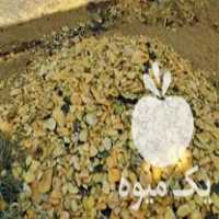 فروش ضایعات کدو در میاندوآب در گروه خرید فروش عمده کدو - سبز خورشتی بندر ورامین کرج سفید در یکمیوه