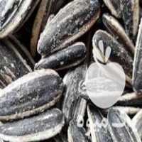 فروش تخمه بازار تخمه در شیراز در گروه خرید فروش عمده آفتابگردان - تخمه خوی دیم گل در یکمیوه