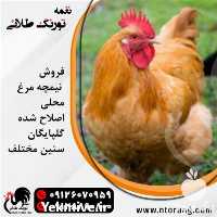 فروش نیمچه مرغ محلی تخم گذار در تهران در گروه مرغ و خروس و بوقلمون و اردک قو قاز در یکمیوه