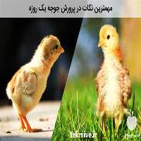 فروش جوجه یک روزه در تهران در گروه مرغ و خروس و بوقلمون و اردک قو قاز در یکمیوه