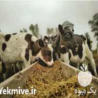 فروش آموزش جیره نویسی گاوشیری در تهران در گروه مشاوره - راه اندازی بازاریابی کسب درآمد بهبود کسب و کار در یکمیوه