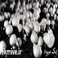 فروش دوره آموزشی پرورش قارچ در تهران در گروه مشاوره - راه اندازی بازاریابی کسب درآمد بهبود کسب و کار در یکمیوه