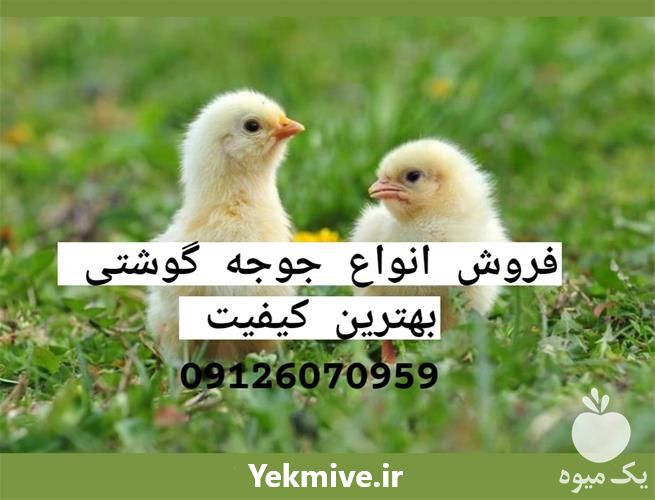 فروش جوجه یک روزه گوشتی در تهران در گروه مرغ و خروس و بوقلمون و اردک قو قاز در یکمیوه -عکس1