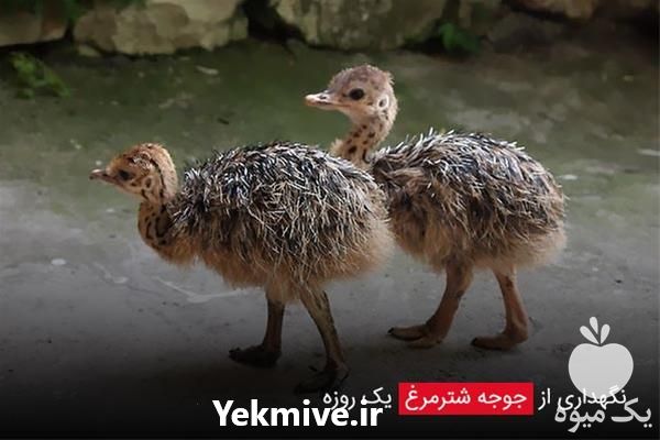 قیمت فروش جوجه شتر مرغ در تهران در گروه مرغ و خروس و بوقلمون و اردک قو قاز در یکمیوه -عکس1