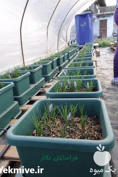 فروش دوره آموزشی زعفران گلخانه ای در تهران در گروه مشاوره - راه اندازی بازاریابی کسب درآمد بهبود کسب و کار در یکمیوه -عکس1