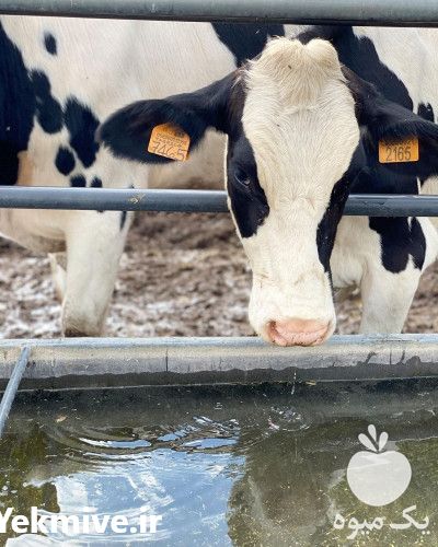 فروش کارگاه آموزشی پرواربندی گوساله در تهران در گروه مشاوره - راه اندازی بازاریابی کسب درآمد بهبود کسب و کار در یکمیوه -عکس1