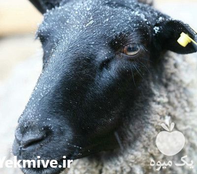 فروش دوره آموزشی پرورش گوسفند داشتی در تهران در گروه مشاوره - راه اندازی بازاریابی کسب درآمد بهبود کسب و کار در یکمیوه -عکس1