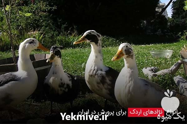 خرید و فروش اردک در تهران در گروه مرغ و خروس و بوقلمون و اردک قو قاز در یکمیوه -عکس1