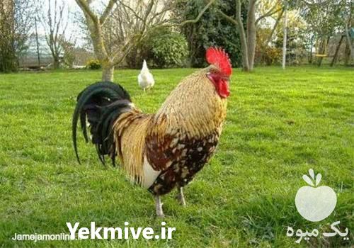 فروش خروس گلپایگانی در تهران در گروه مرغ و خروس و بوقلمون و اردک قو قاز در یکمیوه -عکس1