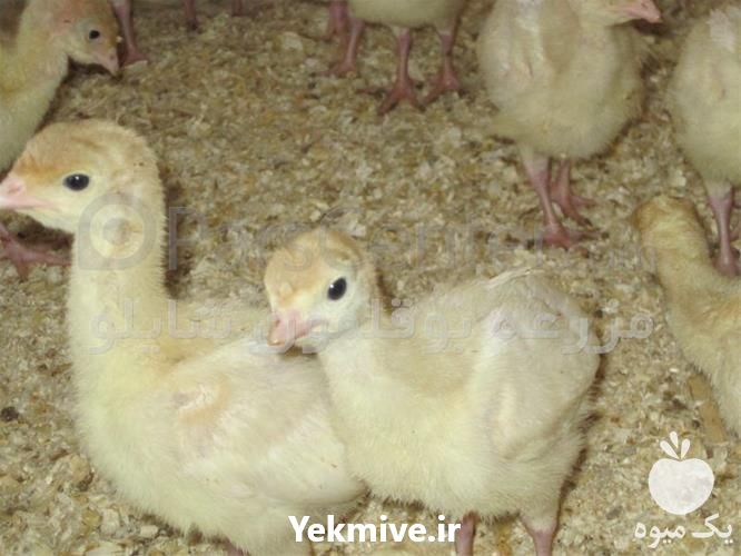 فروش جوجه بوقلمون یک روزه در تهران در گروه مرغ و خروس و بوقلمون و اردک قو قاز در یکمیوه -عکس1