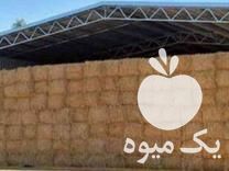 فروش یونجه و کاه جو  در تهران در گروه خوراک دام و طیور - پرواری شیری علوفه یونجه در یکمیوه -عکس1