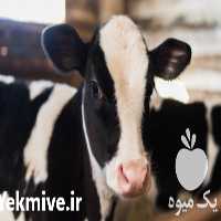 فروش دوره آموزشی ارزیابی تیپ در دام در تهران در گروه مشاوره - راه اندازی بازاریابی کسب درآمد بهبود کسب و کار در یکمیوه