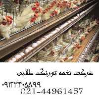 فروش مرغ بلک استار در تهران در گروه مرغ و خروس و بوقلمون و اردک قو قاز در یکمیوه