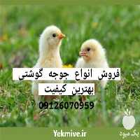 فروش جوجه یک روزه گوشتی در تهران در گروه مرغ و خروس و بوقلمون و اردک قو قاز در یکمیوه