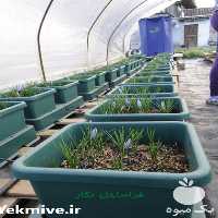 فروش دوره آموزشی زعفران گلخانه ای در تهران در گروه مشاوره - راه اندازی بازاریابی کسب درآمد بهبود کسب و کار در یکمیوه