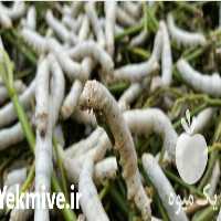فروش کرم ابریشم در تهران در گروه سایر محصولات دام و طیور در یکمیوه