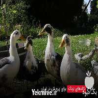 خرید و فروش اردک در تهران در گروه مرغ و خروس و بوقلمون و اردک قو قاز در یکمیوه