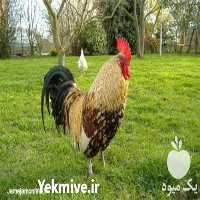 فروش خروس گلپایگانی در تهران در گروه مرغ و خروس و بوقلمون و اردک قو قاز در یکمیوه